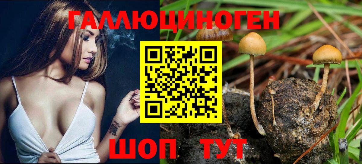 Псилоцибиновые грибы Psilocybe Братск